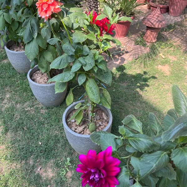 Ambika Agarwal