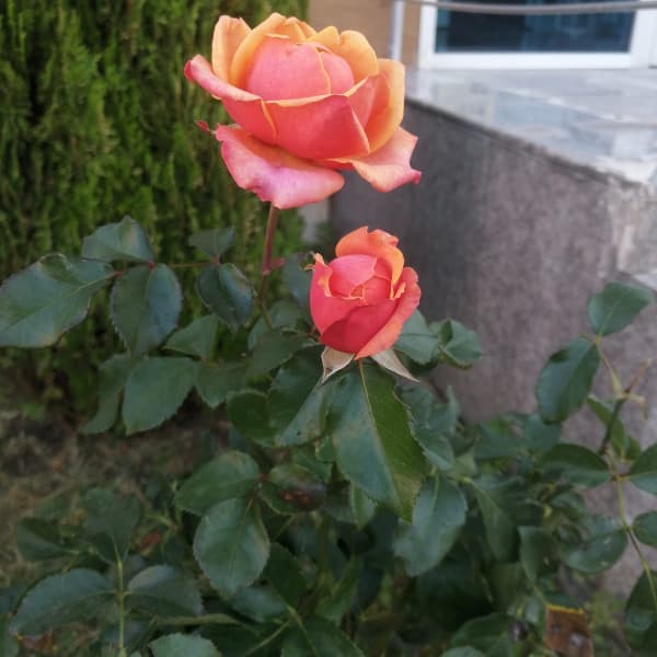 Additional photo